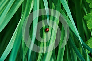 Ladybug Coccinellidae on green grass