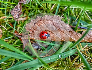 Ladybug. Coccinellidae. Ladybug on a leaf.