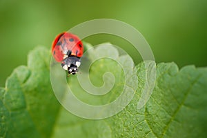 ladybug (Coccinellidae) on parsley stem and green background