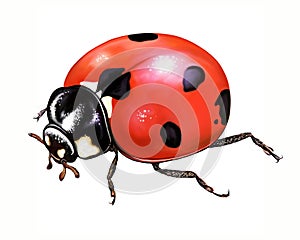 Ladybug Coccinellidae, realistic drawing