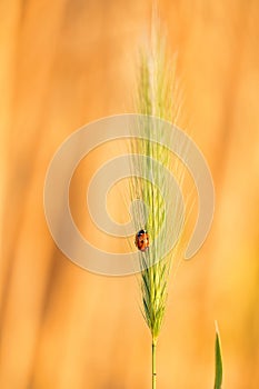 Ladybug, coccinellidae on yellow orange grain barley plant close up. Crawling ladybugs, ladybird on a barley field in summer