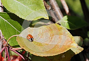 Ladybug Or Coccinellids On Leaf
