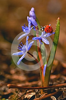 Ladybug on Common Violets Viola Odorata in Spring Rain