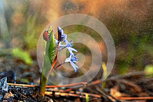 Ladybug on Common Violets Viola Odorata in Spring Rain