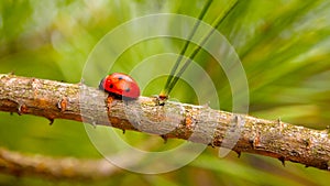 Ladybug. Conifers, young trees, green forest, trees in the forest by the sea.