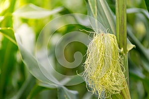 Ladybug on corn stalks