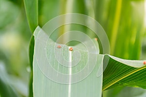 Ladybug on corn stalks