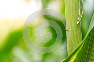 Ladybug on corn stalks