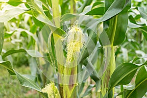 Ladybug on corn stalks
