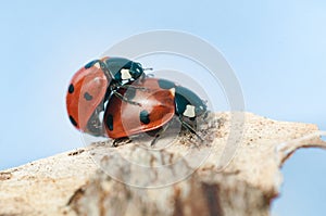 Ladybug couple on a blue sky background