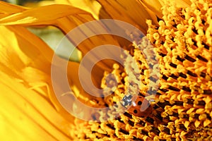 A ladybug covered in pollen crawling over a sunflower