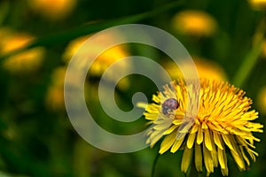 A ladybug is covered in pollen on a yellow flowering dandelion