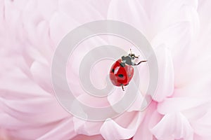 Ladybug crawl over gently pink chrysanthemum