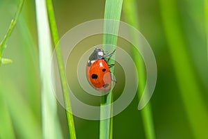 Ladybug crawling