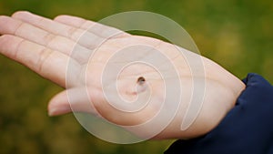 Ladybug crawling on female palm close-up. The insect flies up from the girl`s hand. 4k slow motion 60 fps.