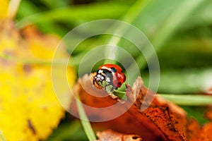 Ladybug crawling on a green blade of grass