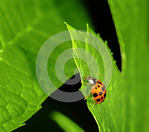 Ladybug crawling on a green leaf