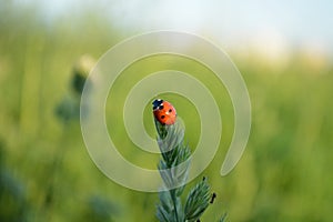 Ladybug crawling on a stalk of grass isolated on a green background