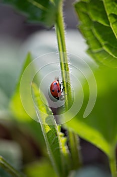 Ladybug crawling on a stem