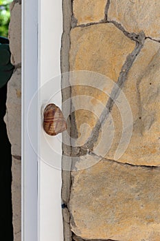 A ladybug is crawling up the metal frame