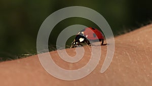 A ladybug crawls on the arm. close-up. macro