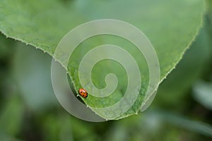 Ladybug crawls on green leaf
