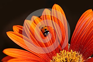 Ladybug Crawls On Orange Petal