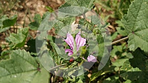 A ladybug crawls on a pink field flower
