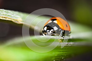 Ladybug crawls on the stem of a plant