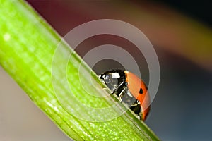 Ladybug crawls up the stem on a dark background