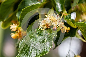 Ladybug creeps on a leaf of a linden tree