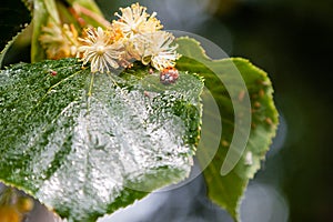 Ladybug creeps on a leaf of a linden tree