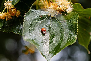 Ladybug creeps on a leaf of a linden tree
