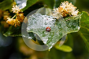 Ladybug creeps on a leaf of a linden tree