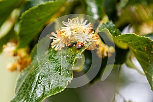 Ladybug creeps on a leaf of a linden tree