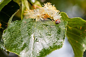 Ladybug creeps on a leaf of a linden tree