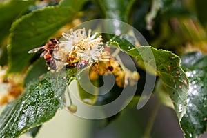 Ladybug creeps on a leaf of a linden tree