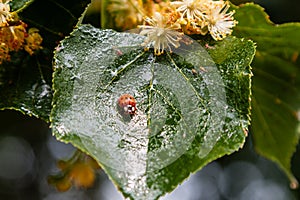Ladybug creeps on a leaf of a linden tree