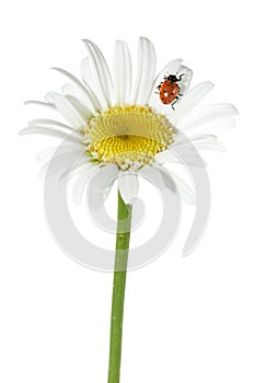 Ladybug on daisy