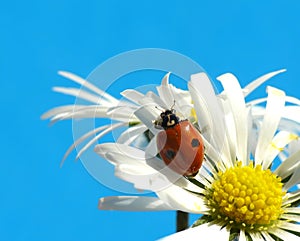 Ladybug on daisy
