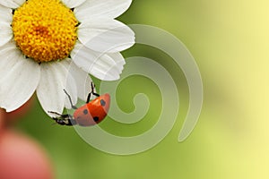 Ladybug on daisy