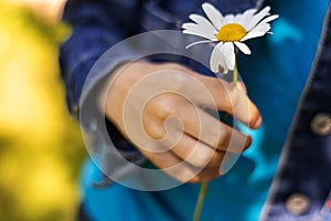 Ladybug on daisy. close-up of boy& x27;s hand. Communing with nature. Digital detox. Hello, summer