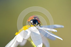 Ladybug on a Daisy flower