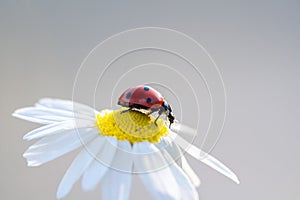 Ladybug on a Daisy flower