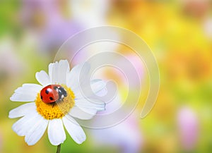 Ladybug on daisy flower