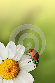 Marienkäfer septiert auf der gänseblümchen blume 