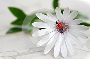 Ladybug on daisy flower