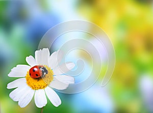 Ladybug on daisy flower