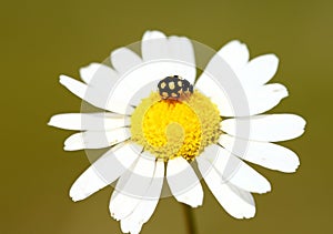 Ladybug on daisy flower