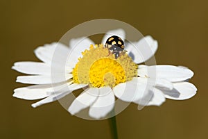 Ladybug on daisy flower